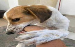 Mixed Breed dogs for adoption: Georgie needs a loving home  - Image 2