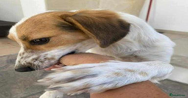 Mixed Breed dogs - Advert 1