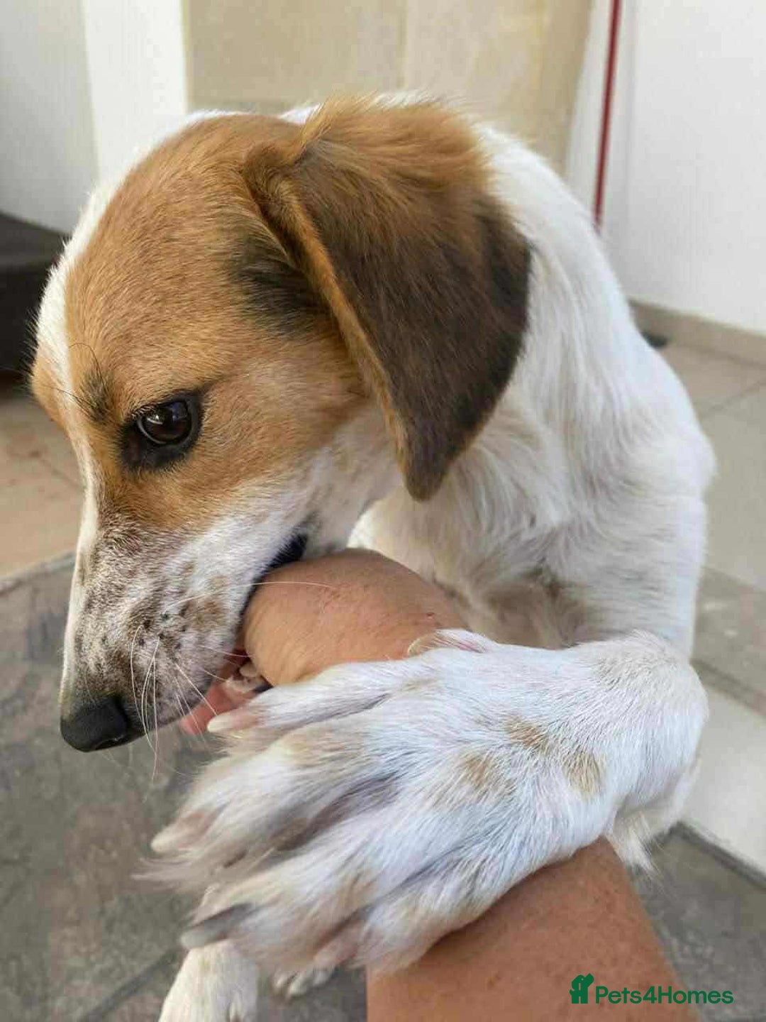 Mixed Breed dogs for adoption: Georgie needs a loving home  - Image 2