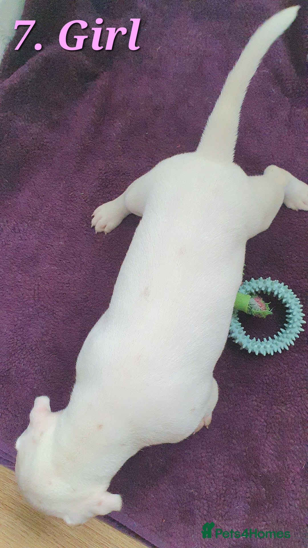 Mixed Breed dogs for sale: English/American Staffy Pups - Image 14