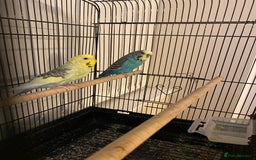 Budgerigars birds for sale: Budgies-couple - Image 1