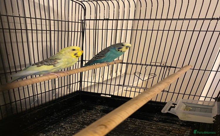 Budgerigars birds - Advert 11