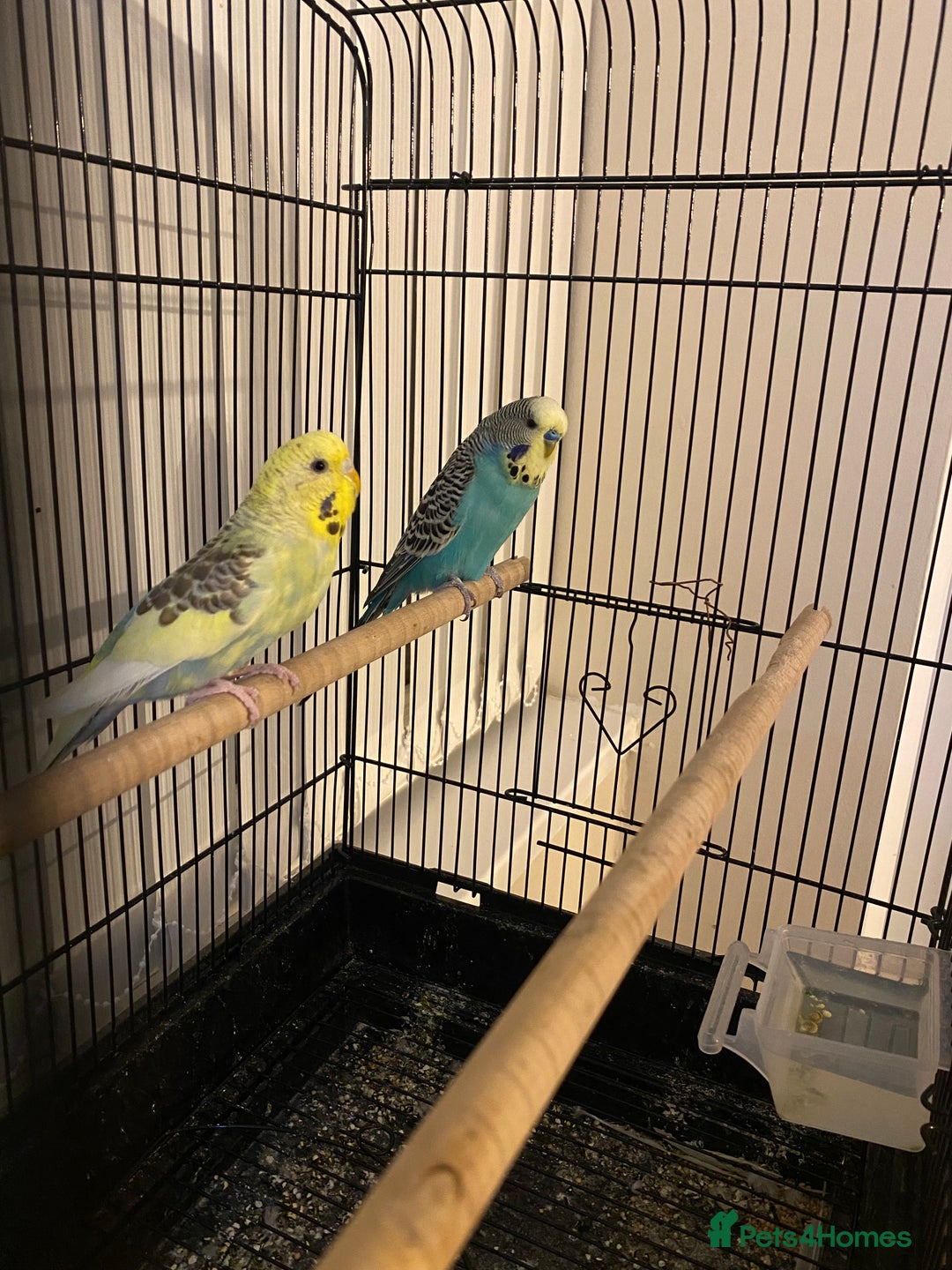 Budgerigars birds for sale: Budgies-couple - Image 1