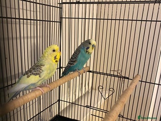 Budgerigars birds - Advert 29
