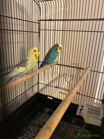 Budgerigars birds - Advert 15