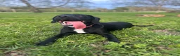 Springador dogs for sale:  Milo 🐾 8 months old  in ELY - Advert 2