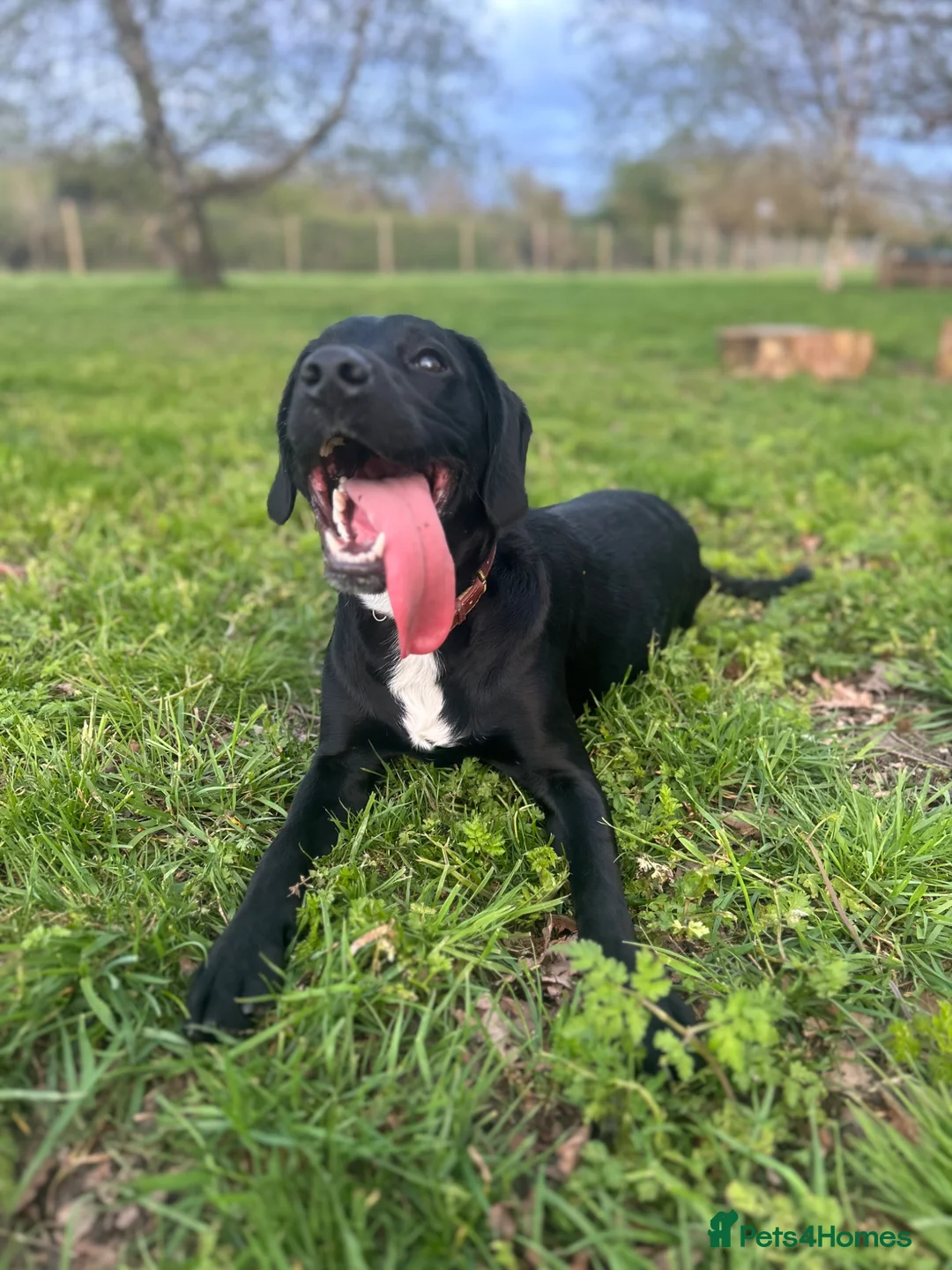 Springador dogs for sale:  Milo 🐾 8 months old  in ELY - Advert 2