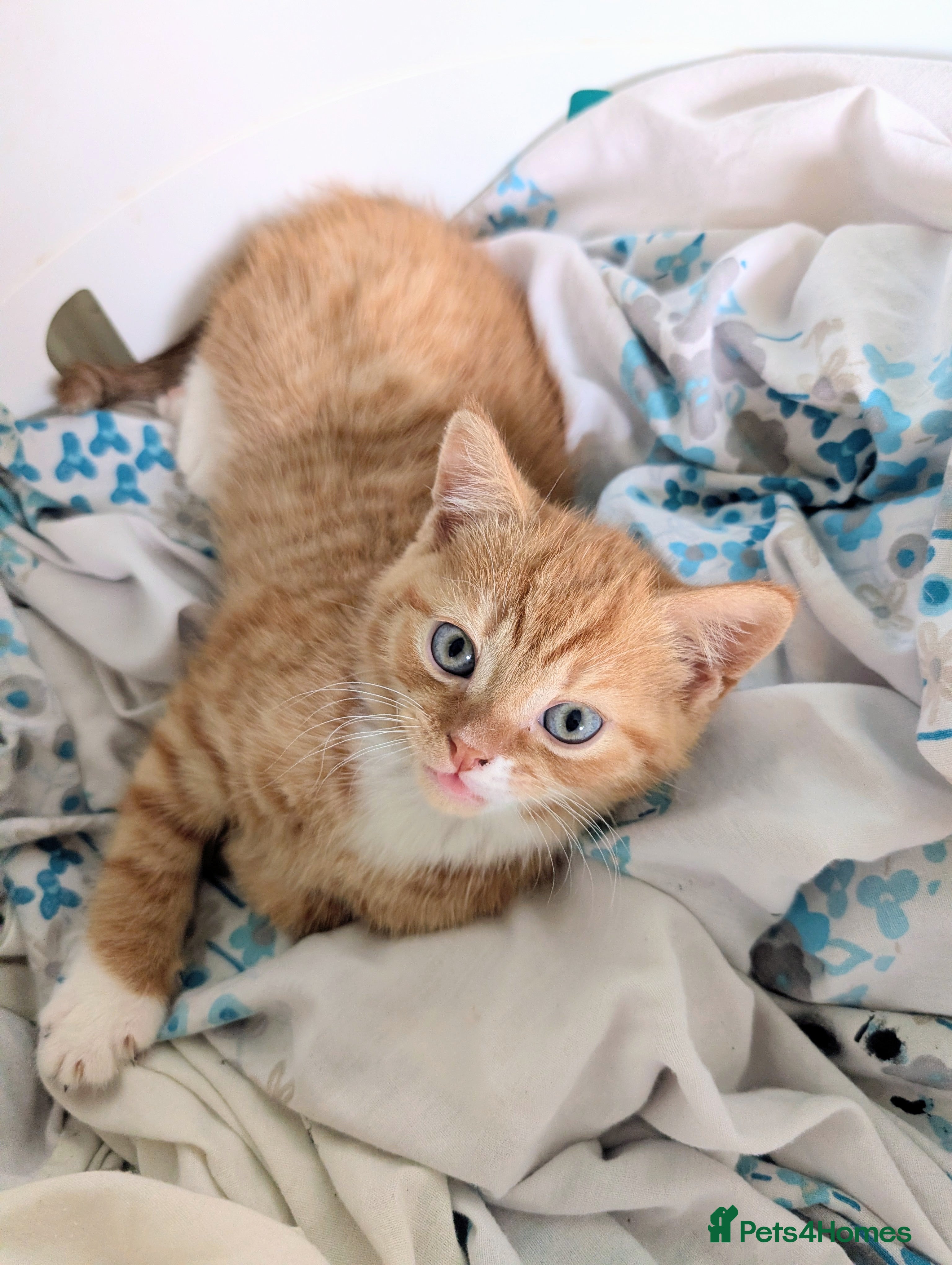 Mixed Breed cats Gorgeous ginger kittens for sale - Advert 9