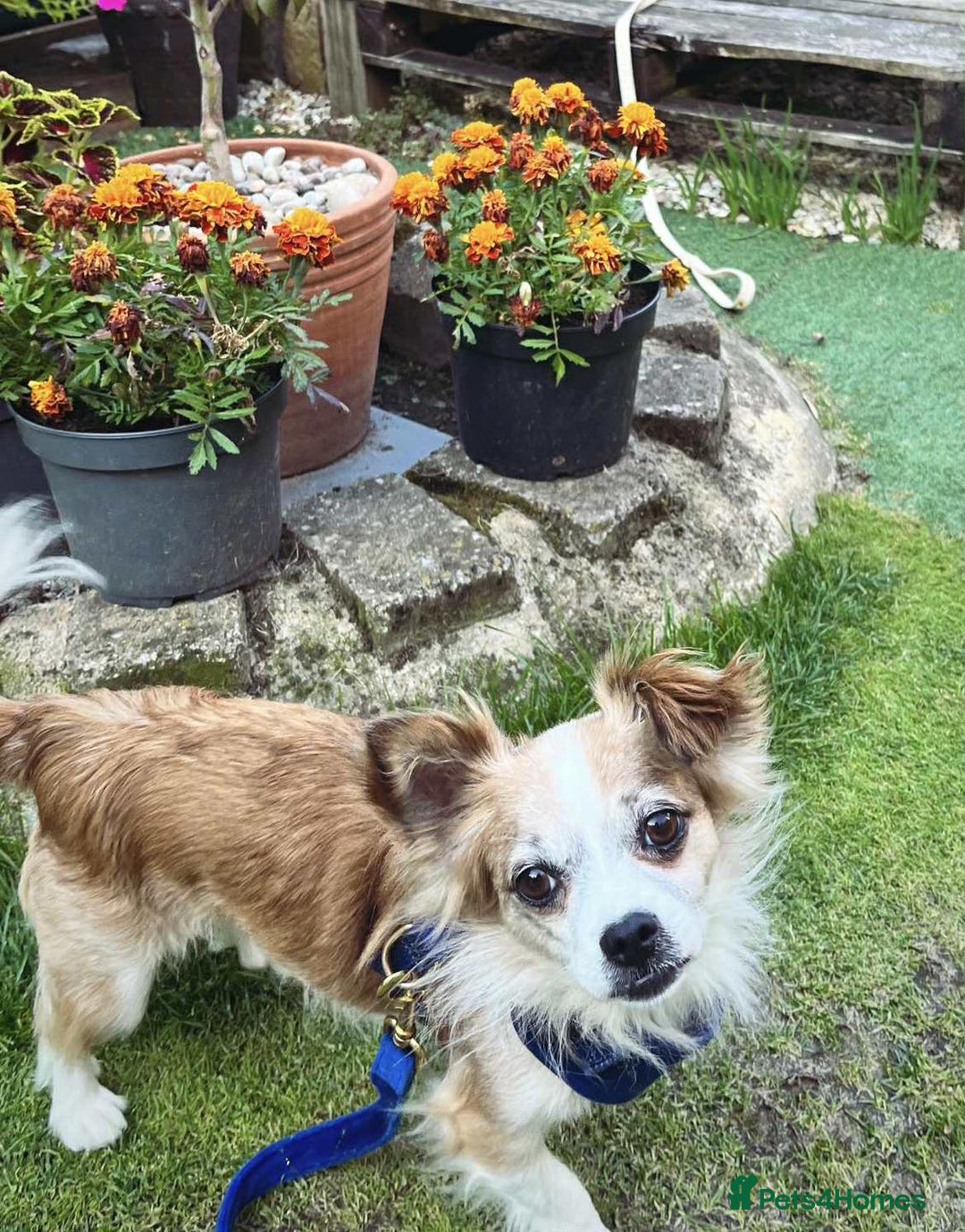 Mixed Breed dogs for adoption: Meet Koda 🐻 — the 5kg cuddle monster - Image 2
