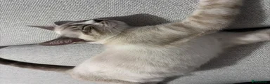 Mixed Breed 1
