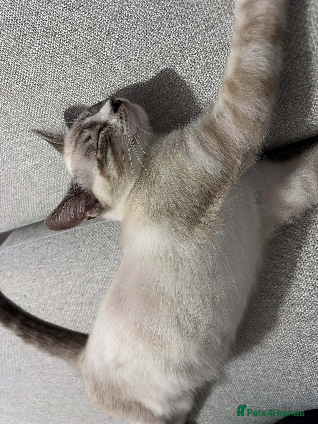 Mixed Breed cats for sale: Half Ragdoll half Bengal Kitten 4 months old  - Advert 2