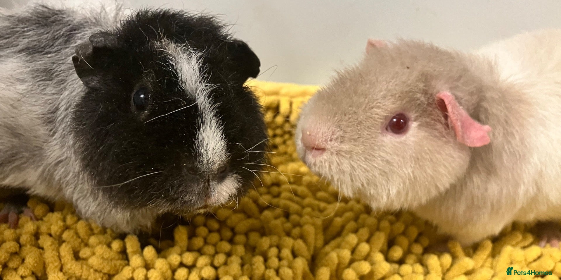 Guinea Pig rodents for sale: Teddy type boys/boars/males - Advert 1