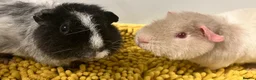 Guinea Pig rodents for sale: Teddy type boys/boars/males in Swindon - Advert 1