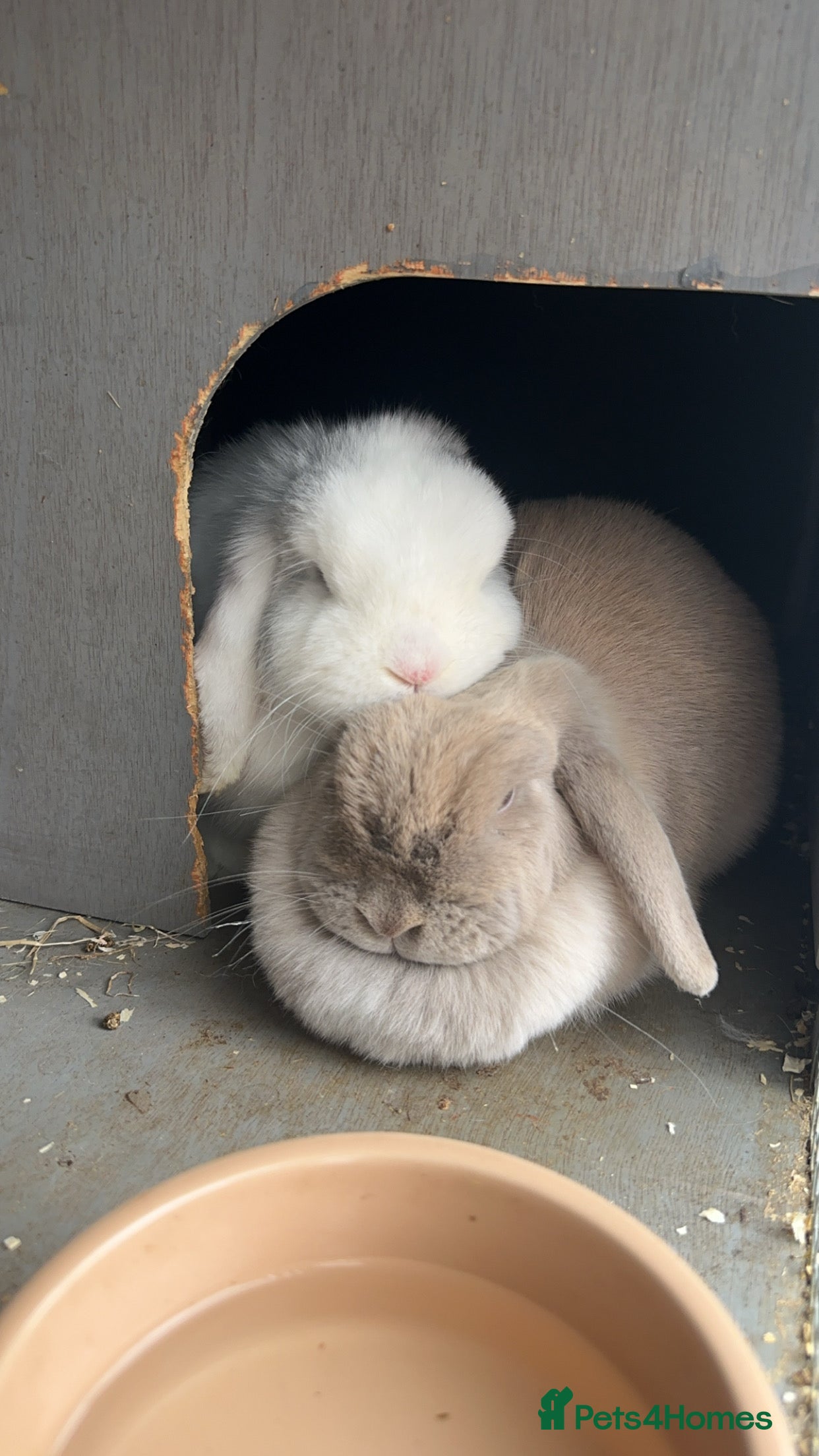 Mini Lop rabbits Bonded pair of rabbits - NEUTERED MALE  - Advert 8