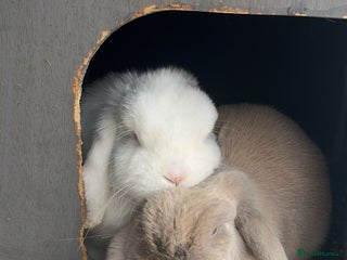 Mini Lop rabbits - Advert 23