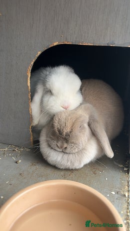 Mini Lop rabbits - Advert 8