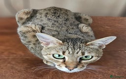 Savannah cats for sale: Beautiful Savannah F4 registered  - Image 5