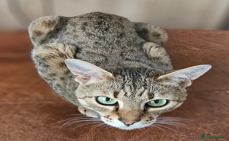 Savannah cats for sale - Advert 3