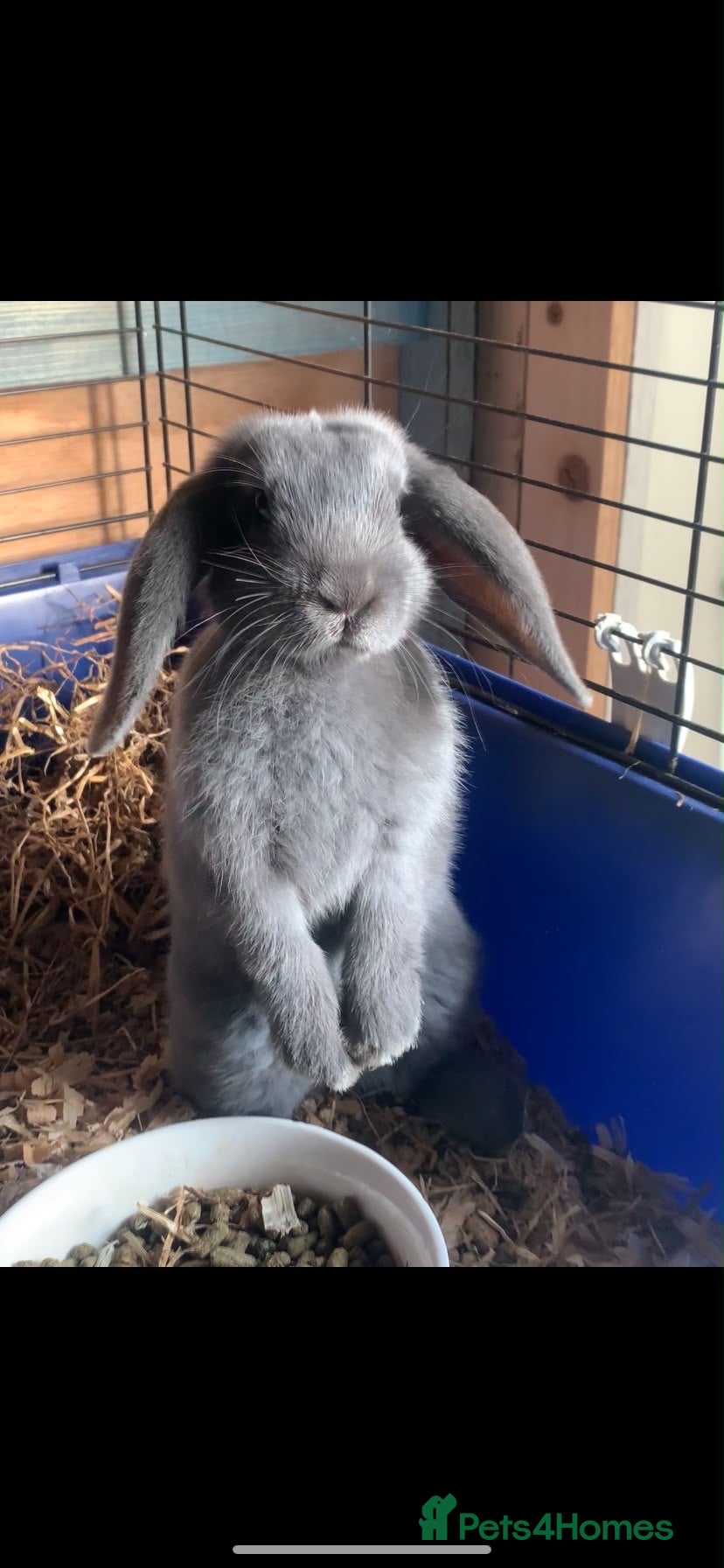 Mixed Breed rabbits Gorgeous bunnies for sale - Advert 1