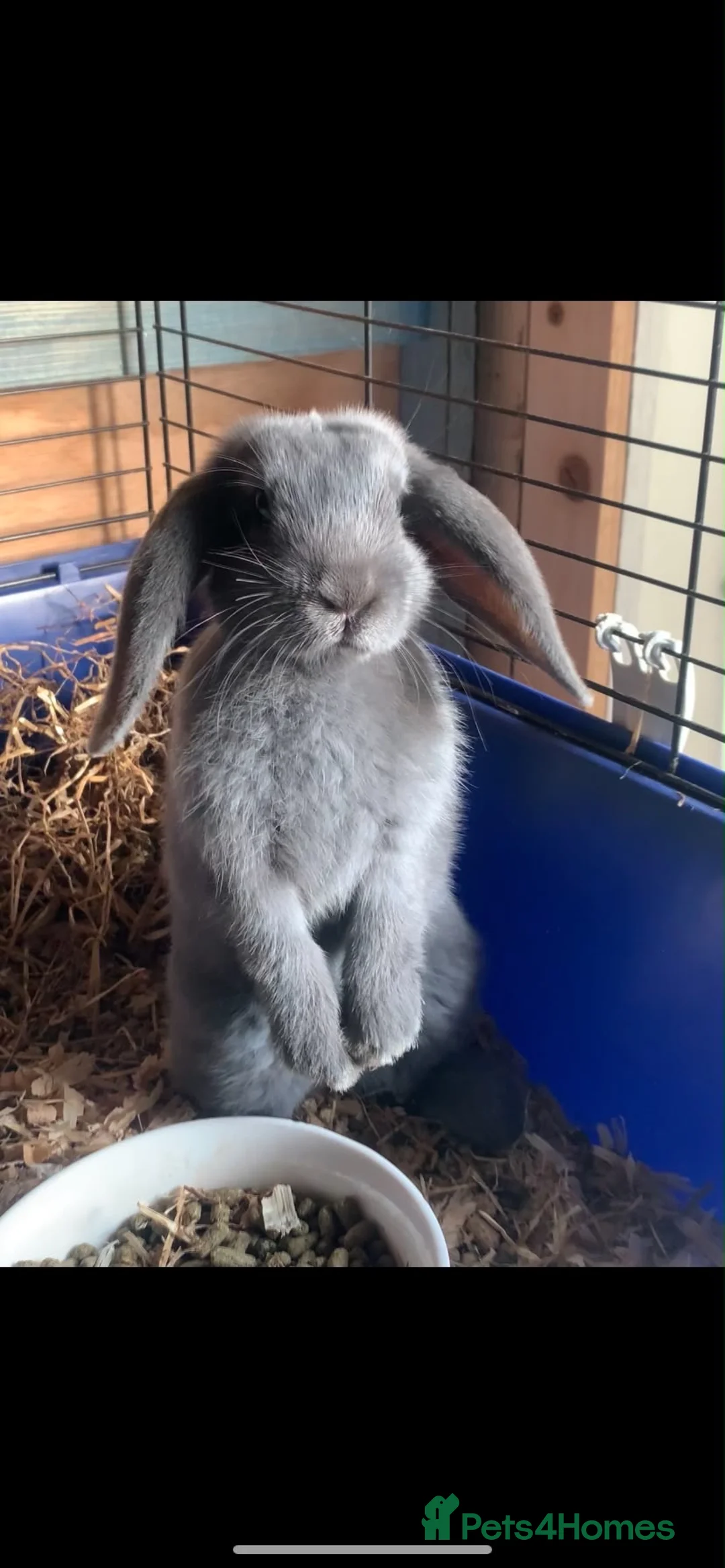Mixed Breed rabbits for sale: Gorgeous bunnies for sale - Advert 1