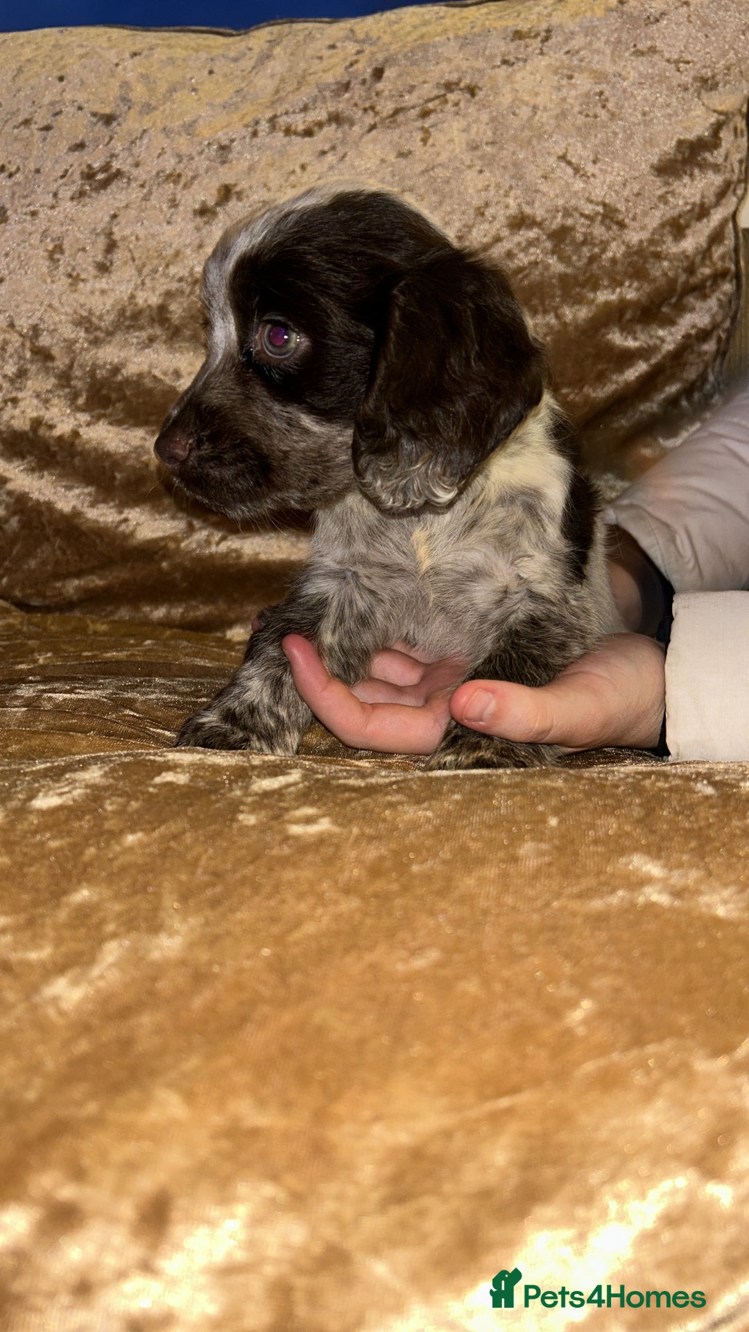 Cocker Spaniel dogs for sale: One adorable girl left  - Advert 2