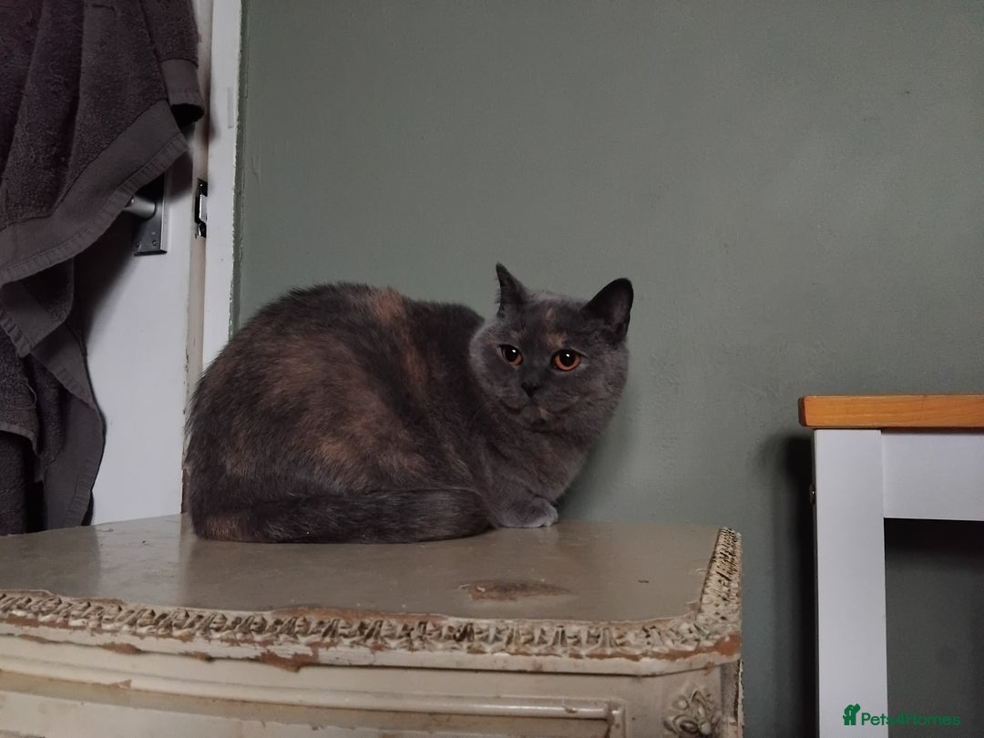 British Shorthair cats for sale: Beautiful British Shorthair  - Image 7