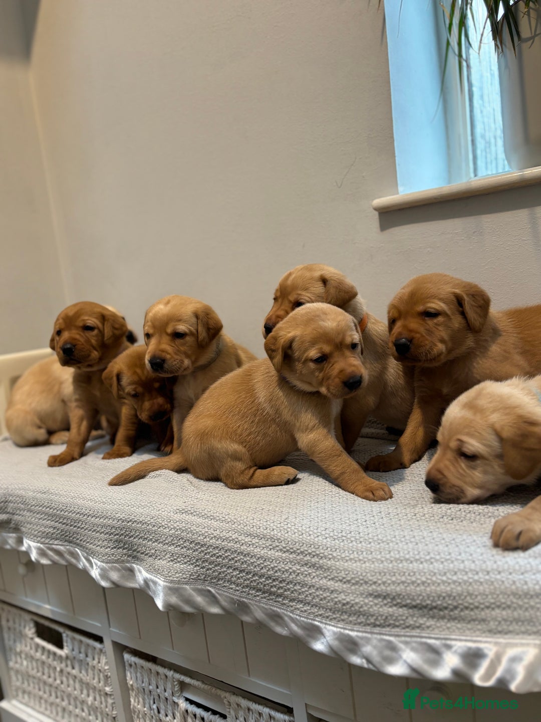 Labrador Retriever dogs for sale: Beautiful fox red puppies  - Image 12