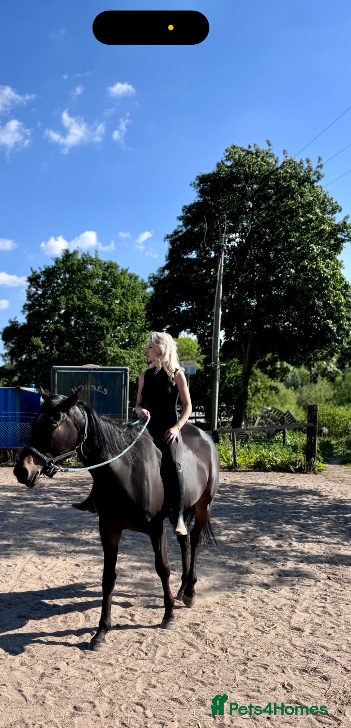 Irish Thoroughbred horses Thoroughbred and Dartmoor  - Advert 2