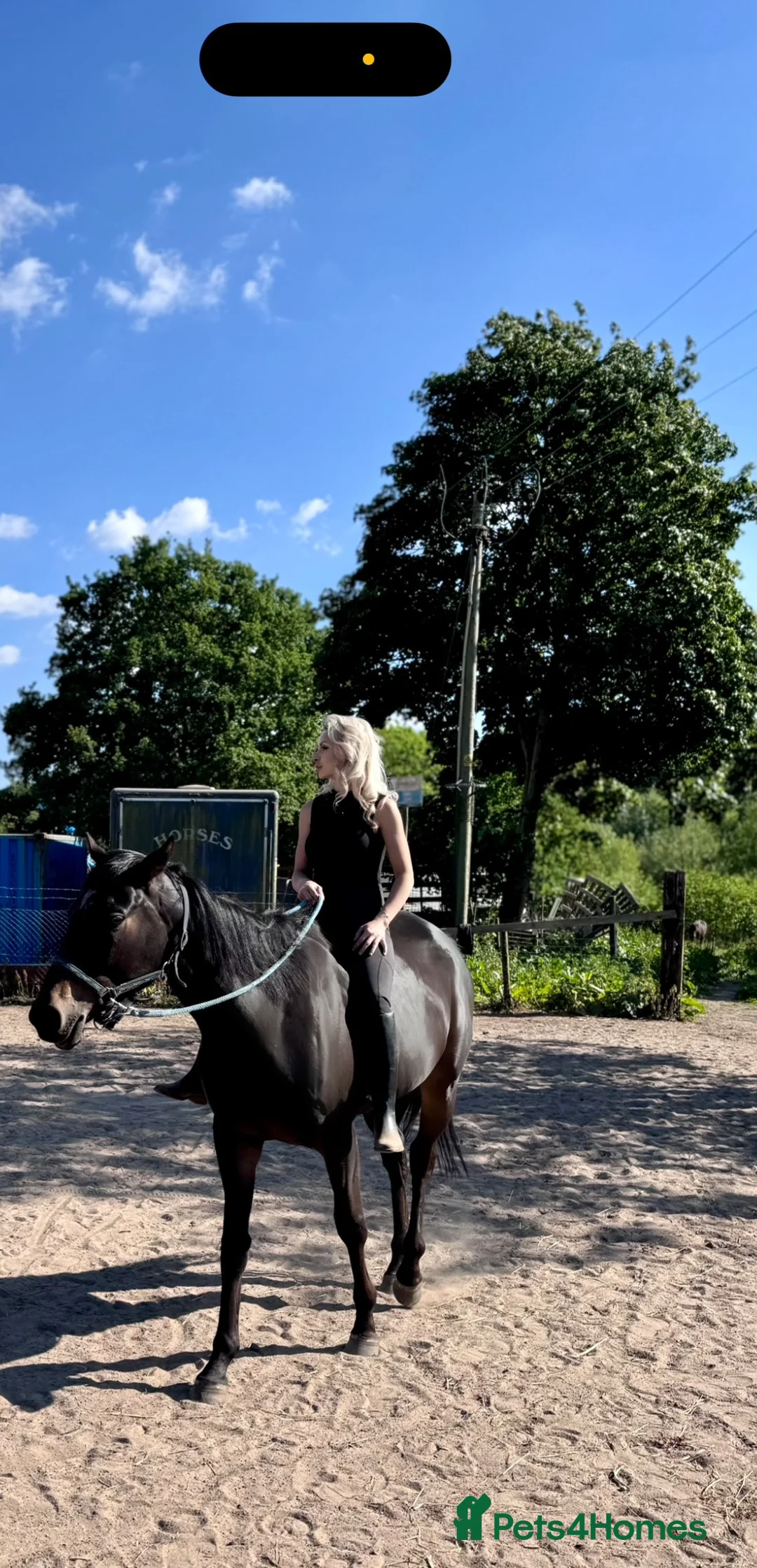 Irish Thoroughbred horses for sale: Thoroughbred and Dartmoor  - Advert 2