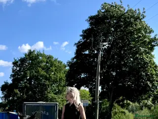 Irish Thoroughbred horses Thoroughbred and Dartmoor - Advert 2