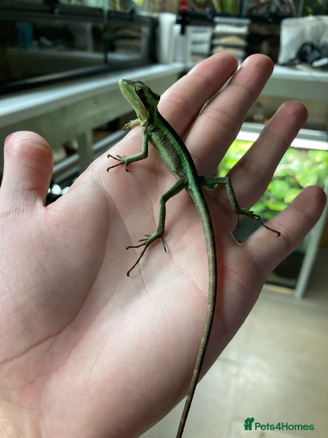 Iguana reptiles for sale: Eastern Casquehead & Hernandez’s Helmeted Iguanas - Advert 9