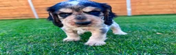 Cocker Spaniel dogs for sale: Beautiful Show CockerSpaniel Babies 🐾🐾🐾  - Advert 4