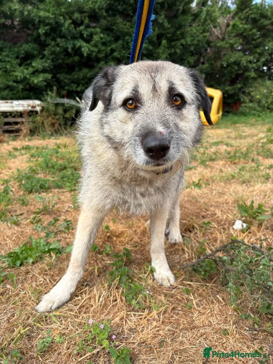 Mixed Breed dogs for adoption: Letty - Norwich Norfolk  - Advert 2
