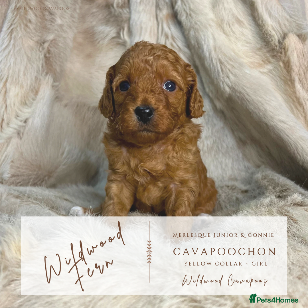 Cavapoochon dogs for sale: 5 ⭐️ LICENSED BREEDER HEALTH TESTED CAVAPOOCHONS - Advert 6