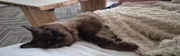 Ragdoll cats for stud: Ragdoll Seal Sepia Stud Genetically Tested 🐾 - Advert 7