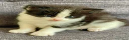 Mixed Breed cats for sale: Cross breed Ragdoll Kittens in Stirling - Advert 7