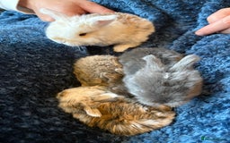 Mini Lop rabbits for sale: Pure Bred Mini Lop babies - Advert 37