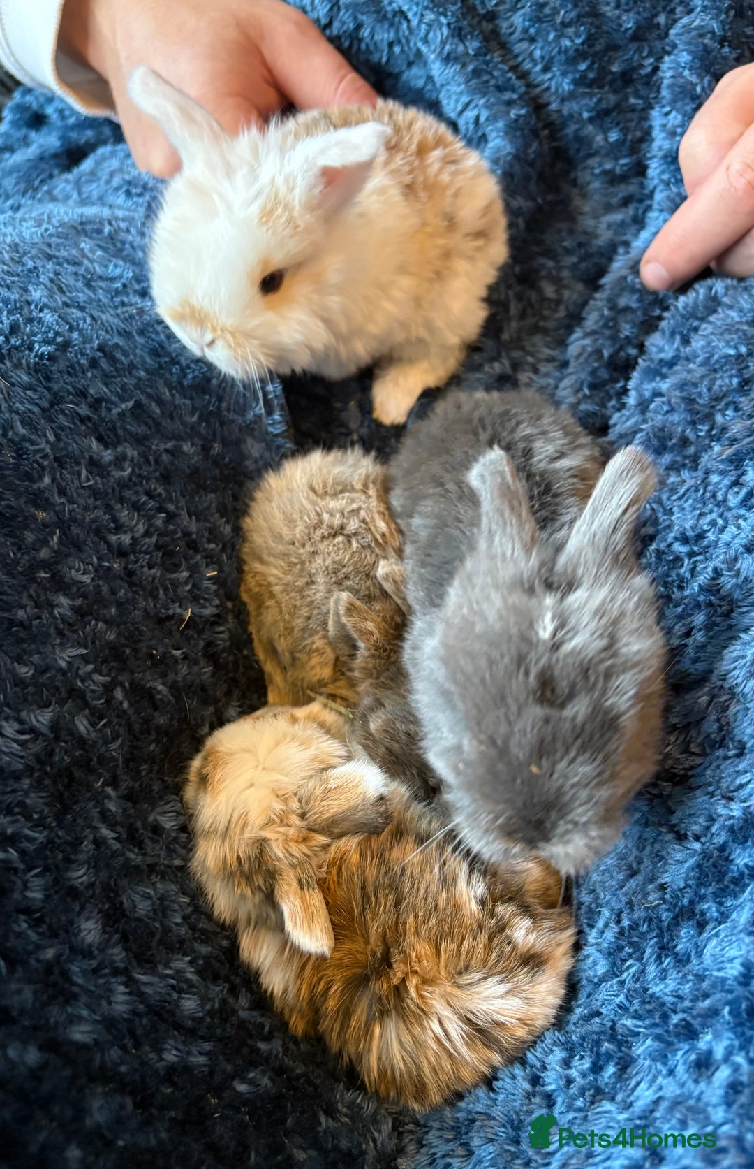 Mini Lop rabbits for sale: Pure Bred Mini Lop babies - Advert 37