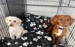 Cockapoo dogs for sale: Cockapoo puppies - Image 11