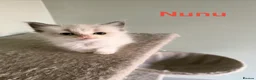 Ragdoll cats for sale: Beautiful Blue-Eyed Ragdoll Kittens - Advert 5