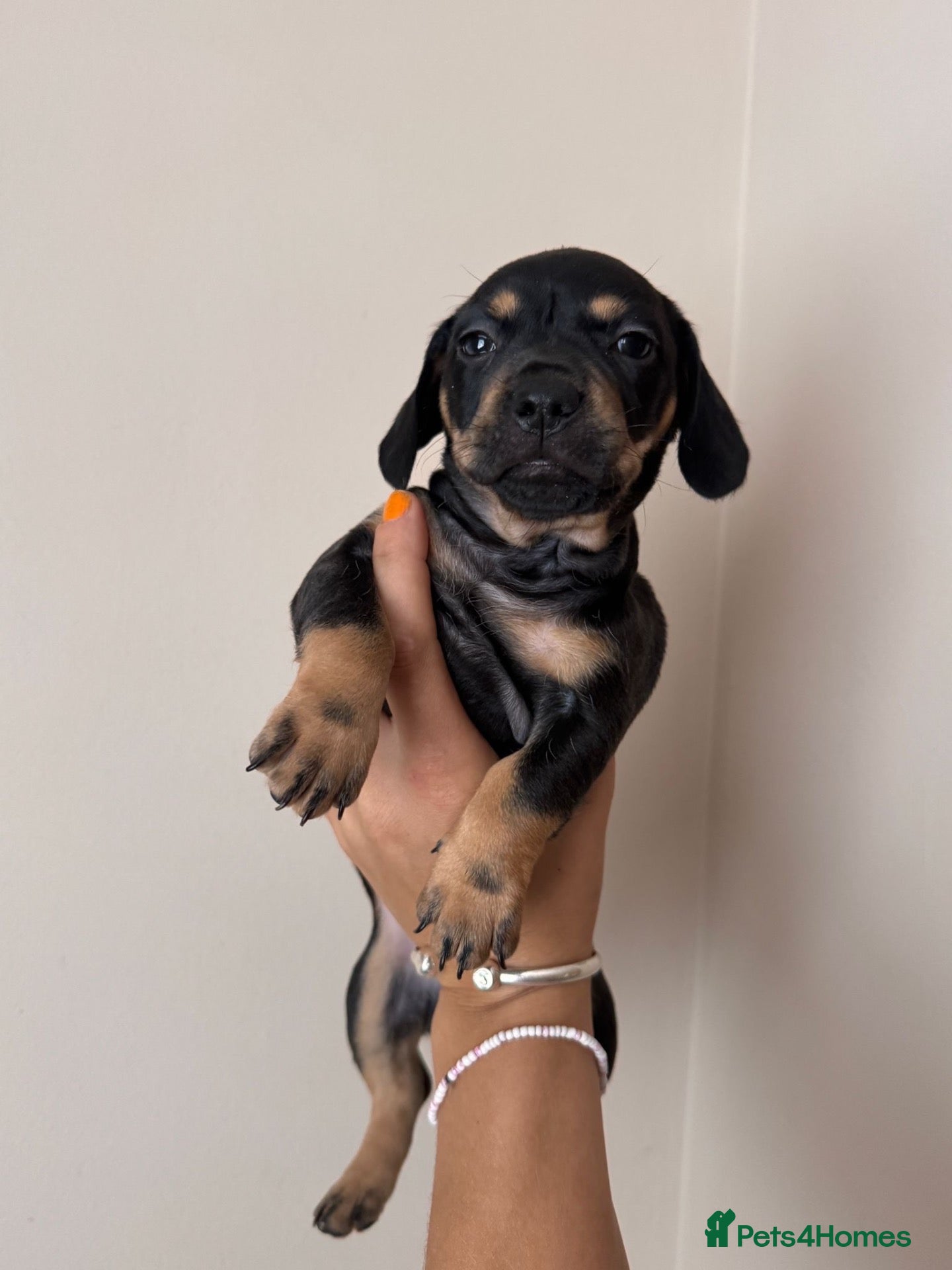 Mixed Breed dogs Miniature Daschund X Frenchie puppies Only 2 left! - Advert 10