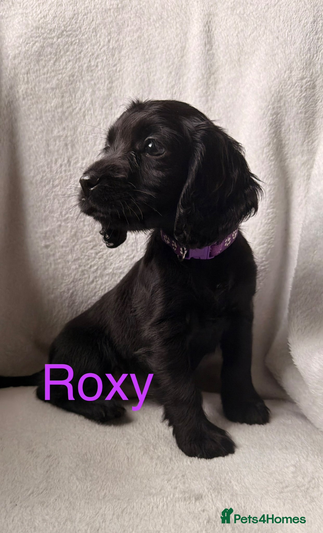 Cocker Spaniel dogs for sale: Working cocker spaniels  - Advert 10