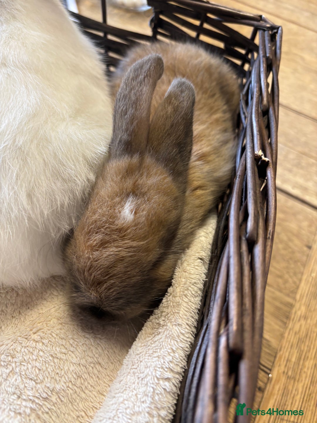 Mixed Breed rabbits for sale: Beautiful baby rabbits  - Image 3