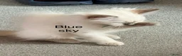 Ragdoll cats for sale: 4 ragdoll kittens ready to leave now  - Advert 3