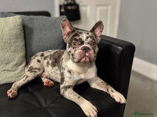 French Bulldog dogs French bulldog - Advert 3