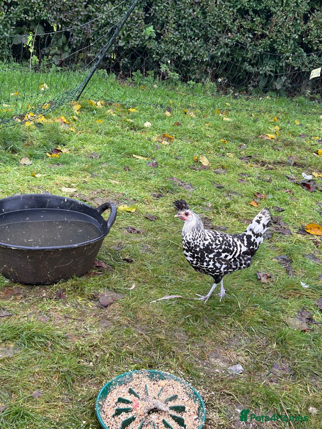 Chickens poultry for sale: Silver appenzeller hens  - Advert 3
