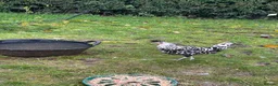 Chickens poultry for sale: Silver appenzeller hens  - Advert 3