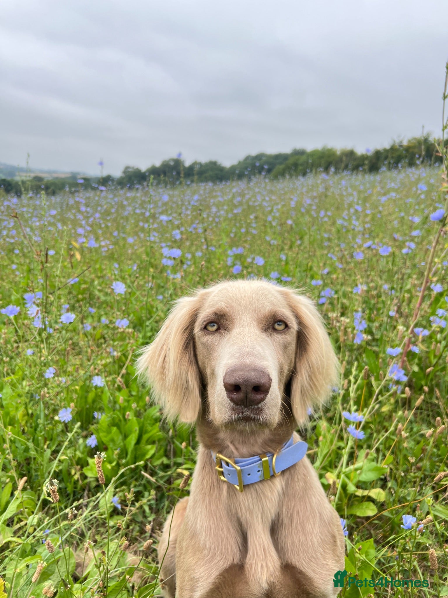 Weimaraner dogs Long & Short Haired Weimaraner KC reg - Advert 9