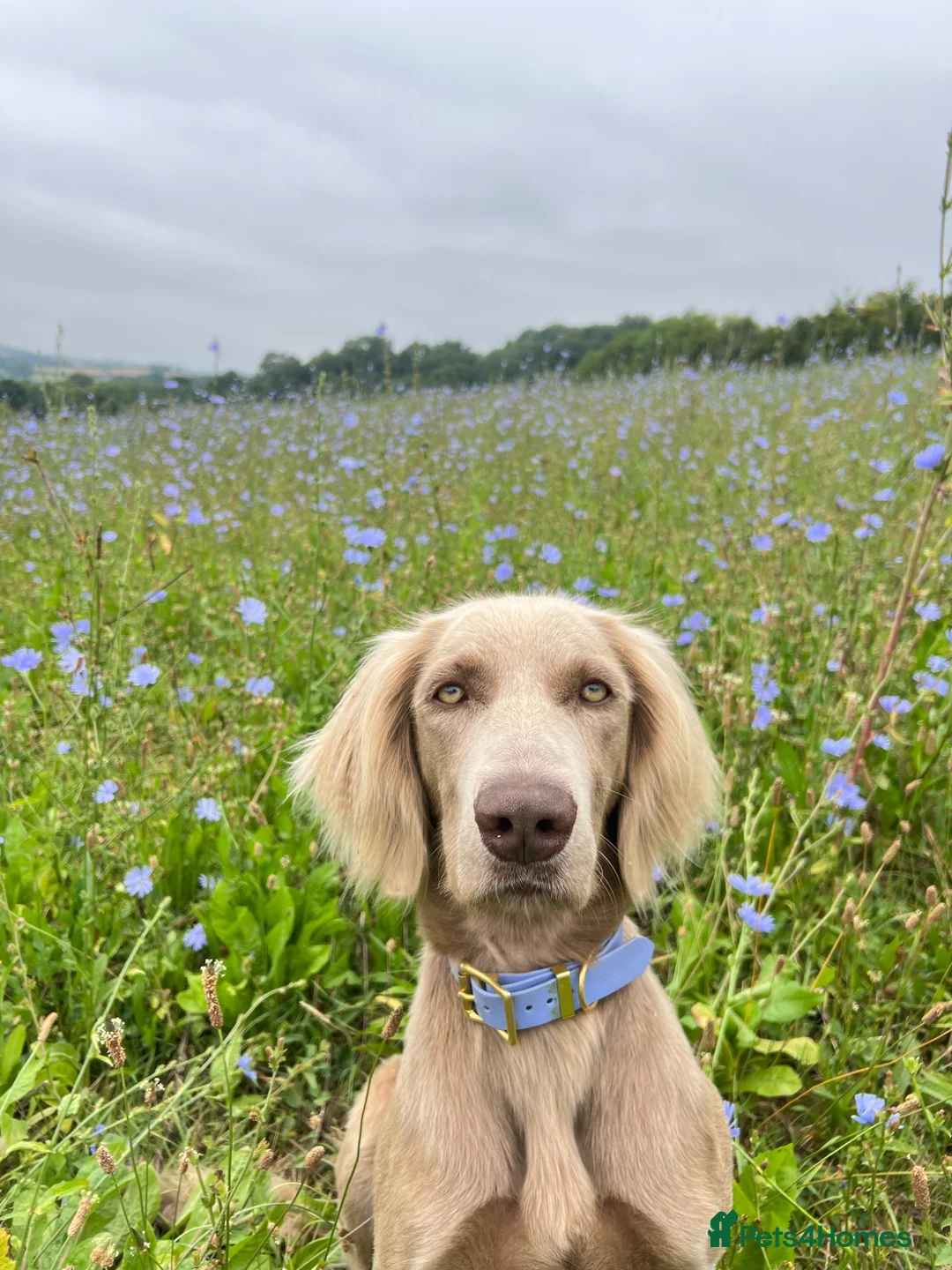 Weimaraner dogs for sale: Long & Short Haired Weimaraner KC reg - Advert 1