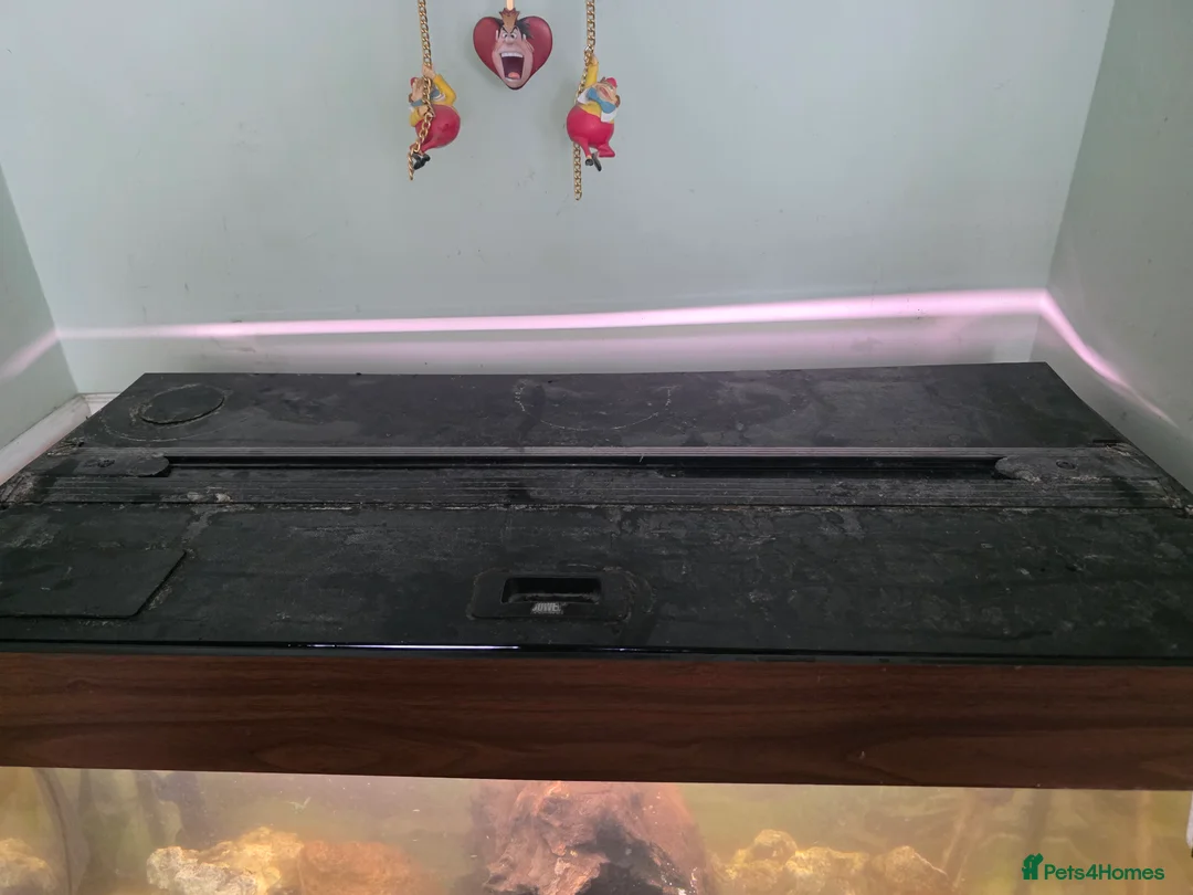 Cichlids fish for sale: Juwel 125 with cichlids  - Advert 3